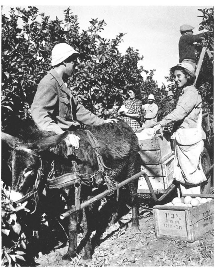 בשנים הראשונות, עד 1925, קטפו בהדר בסלים והוציאו מהפרדס באלונקות ובעגלות סוסים וגם בקרוניות. קטיף בארגזים והובלה בעגלת חמור היו עד שנת 1965 ואז הוחלפו במכלים והובלה בטרקטור.