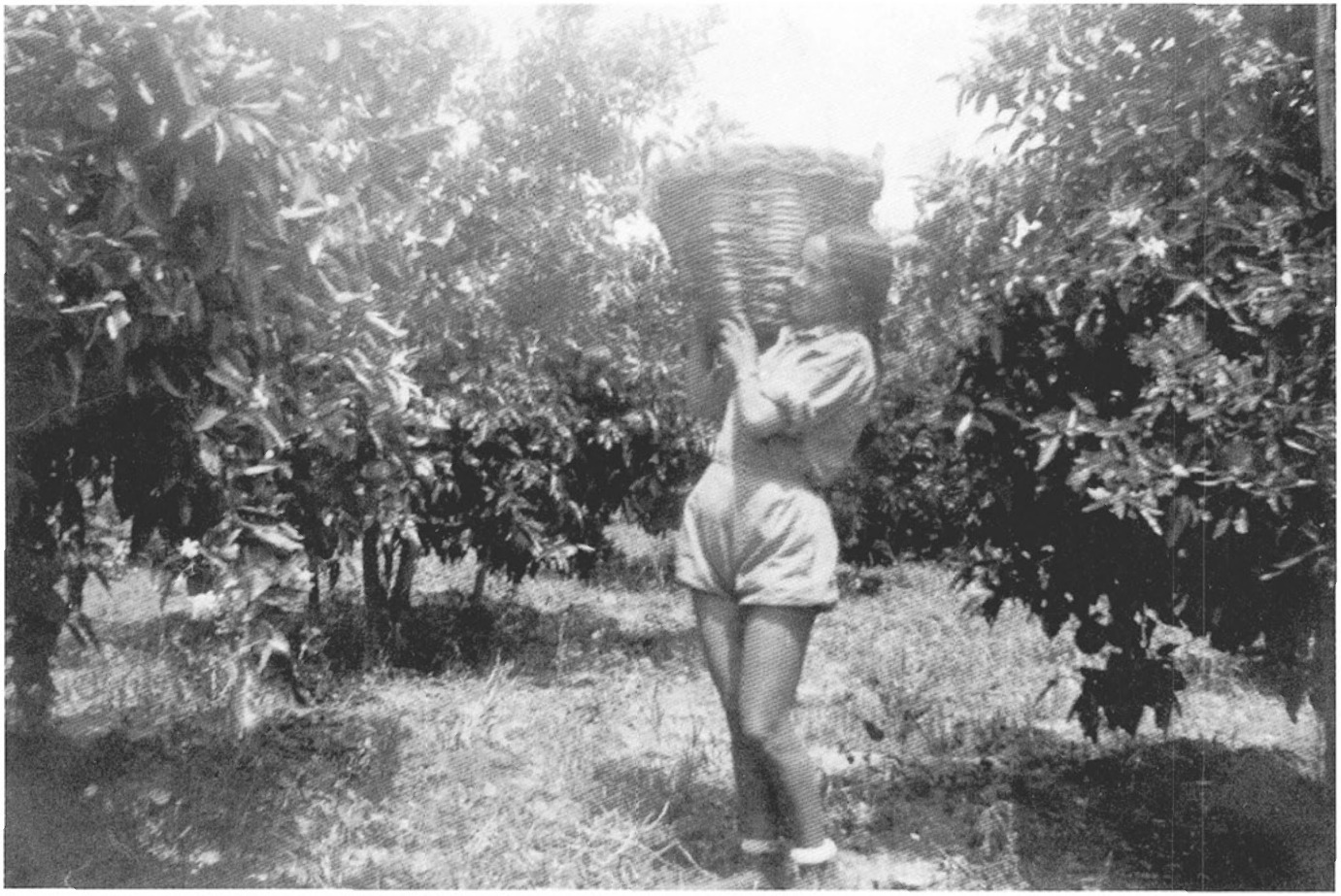 הקוטפת בתיה בורלא ב-1933.