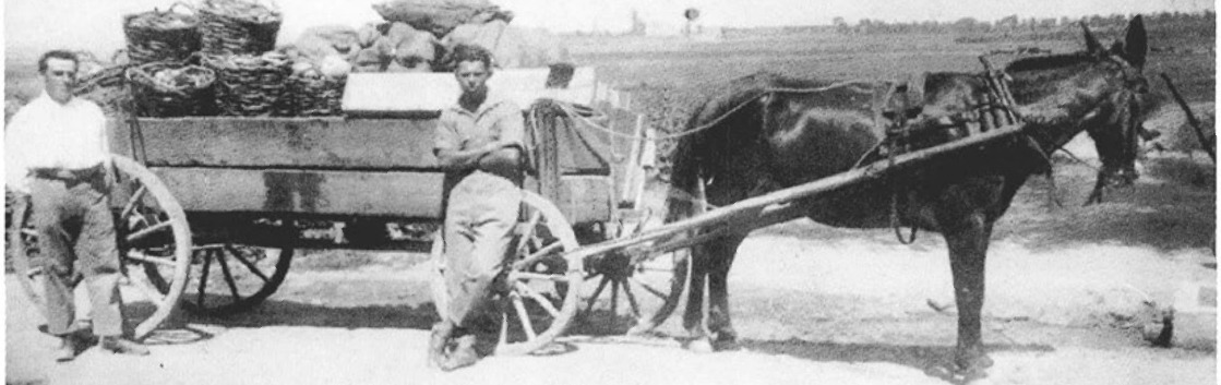 הובלת ירקות מהמשדה בסלים ושקים ב-1932 במשק אפרים כהן.