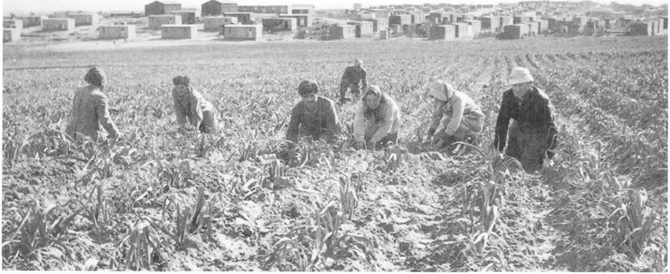 המעברה הגדולה של הדר-רמתיים ב-1951 שהייתה בהמשך לשיכון גיורא מעבר לכביש גהה כיום. גלי העלייה הגיעו גם להדר-רמתיים וגידלו שטחי ירקות לספק תעסוקה לעולים.
