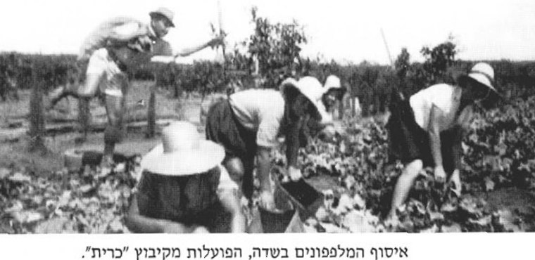 איסוף המלפפונים בשדה, הפועלות מקיבוץ 'כרית'