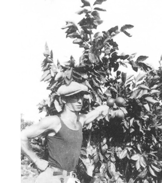 צ'רבוניץ בעבודת קשירת עצי הדר
