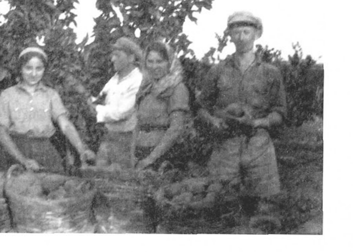 קטיף ראשון ב-1934 בסלים שהועברו באלונקה. בתמונה צ'רבוניץ, אסתר רייך, אפרים כהן, בתיה בורלא וראובן לב (קרוב של משפחת לב)