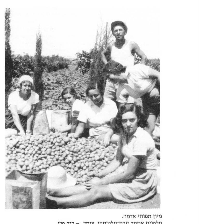 מיון תפוחי אדמה. מלפנים אסתר תרח-וילובסקי, עומד - דוד פלג