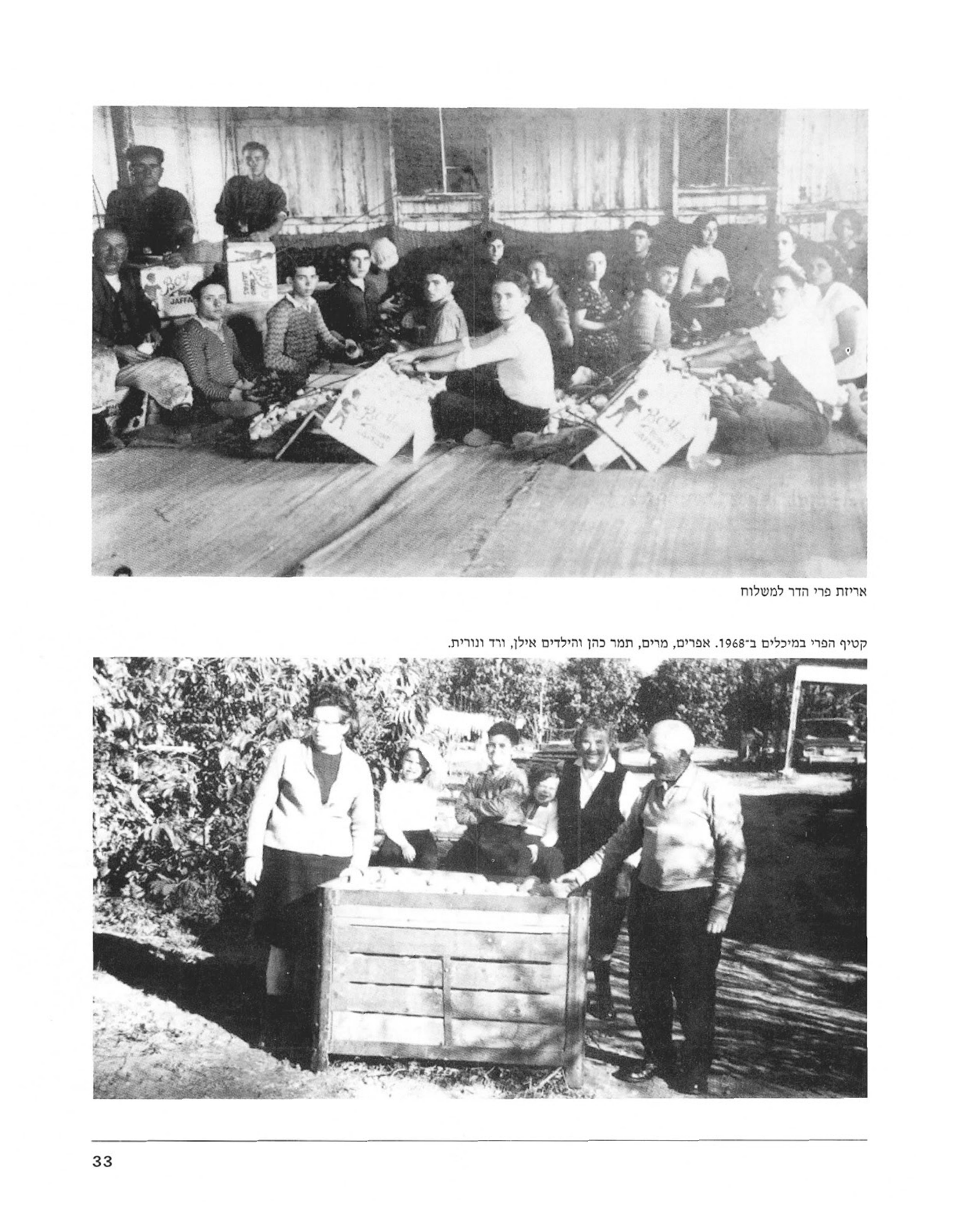 עמוד 33 מלא: אריזת פרי הדר למשלוח; קטיף הפרי במיכלים ב-1968 (אפרים, מרים, תמר כהן והילדים אילן, ורד ונורית)