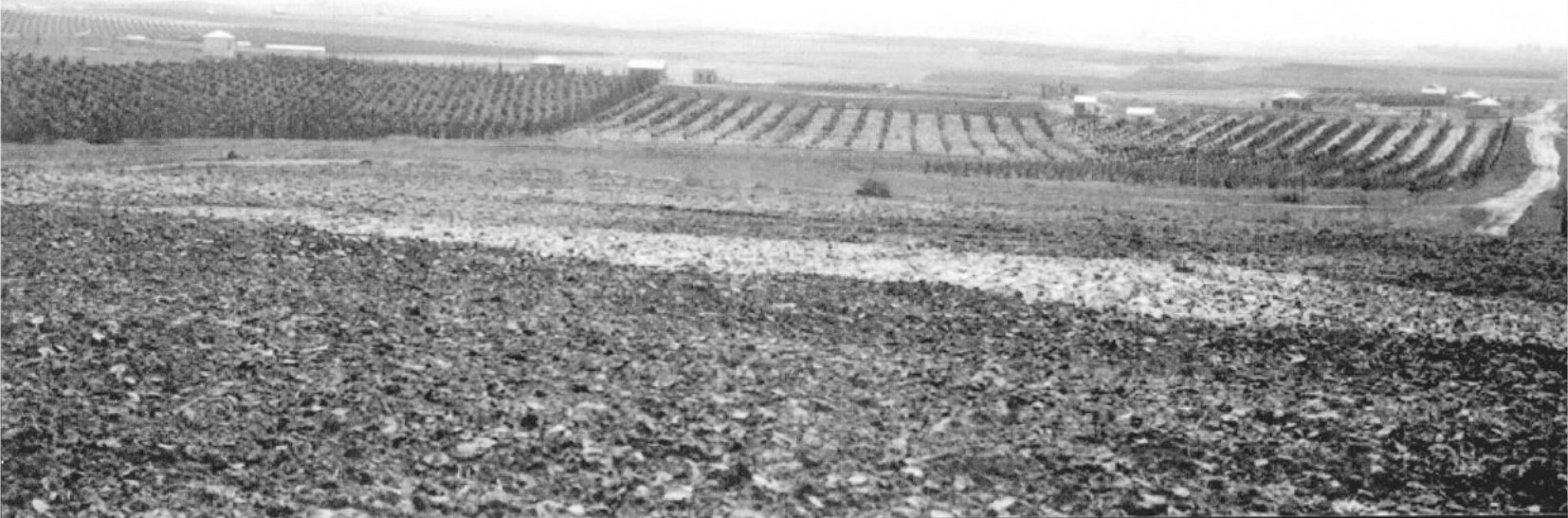 מראה כפר הדר ב-1931. מצולם מגבעת הבריכות ובית שיפר כלפי דרום